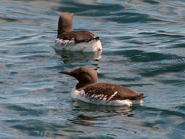 Common Murre by Michael Werndley